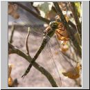 Aeshna cyanea - Blaugruene Mosaikjungfer w01.jpg